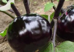 有機蔬菜生產(chǎn)基地引進農(nóng)殘快速檢測儀