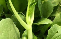 如何讓消費者買到放心農(nóng)產(chǎn)品？