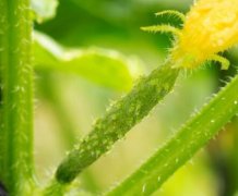 農(nóng)產(chǎn)品更應該重視的是農(nóng)殘超標問題