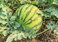 為什么需要配備多功能食品安全速測(cè)儀？