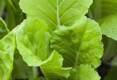 傳統(tǒng)農(nóng)殘檢測與農(nóng)殘儀檢測有何區(qū)別？