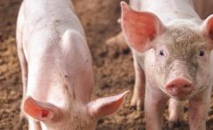 瘦肉精檢測(cè)成為保障消費(fèi)者食品安全的新需求