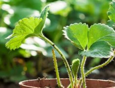 農(nóng)貿(mào)市場(chǎng)配備食品安全檢測(cè)儀有何必要性？