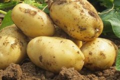 農(nóng)藥殘留超標的標準是什么，如何檢測？